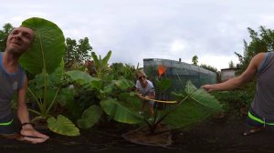 Colocasia  black stem  uprawa,  Video 360°.  Ania i  konik 🐎 😉 Film na luzie. Pozdrówki