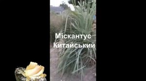 Міскантус Китайський