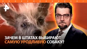 Плешивые и ужасные: зачем в США выбирают самую уродливую собаку / ДОБРОВЭФИРЕ