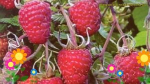 Малина сортовая Награда. Краткий обзор, описание характеристик rubus idaeus Nagrada