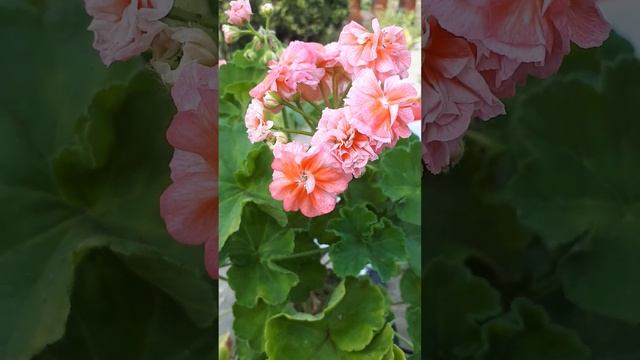 та леди винтер радуется последним теплым денькам)) смотреть онлайн