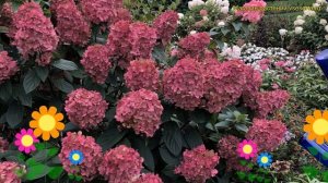 Гортензия метельчатая файр лайт. Краткий обзор, описание hydrangea paniculata Fire Light