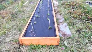 Клубника под агротексом