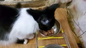 Как приручить дикого котёнка Мама кошка бросила/Яйцо для шерсти 27ч