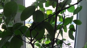 Комнатный лимон Меера