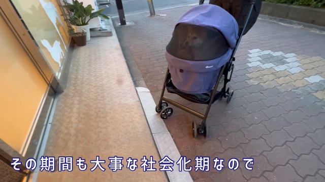 柴犬の子犬達を注射に連れて行ったら予想外の結果に柴犬かえでの成長記録 No.8字幕