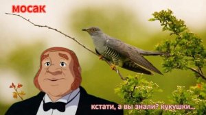 кстати, а вы знали кукушки