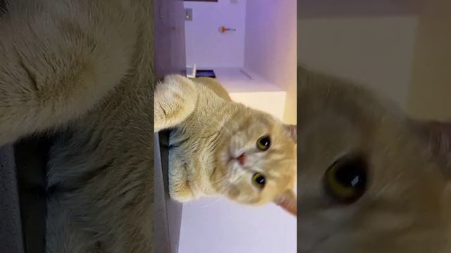 Самый забавный кот в мире #котейка #short #shorts