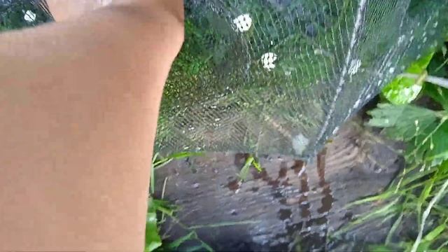 ловля раков и карася на ловушки (зонтик) смотреть онлайн