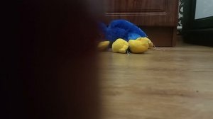 Живая игрушка без скрытой камеры у меня дома