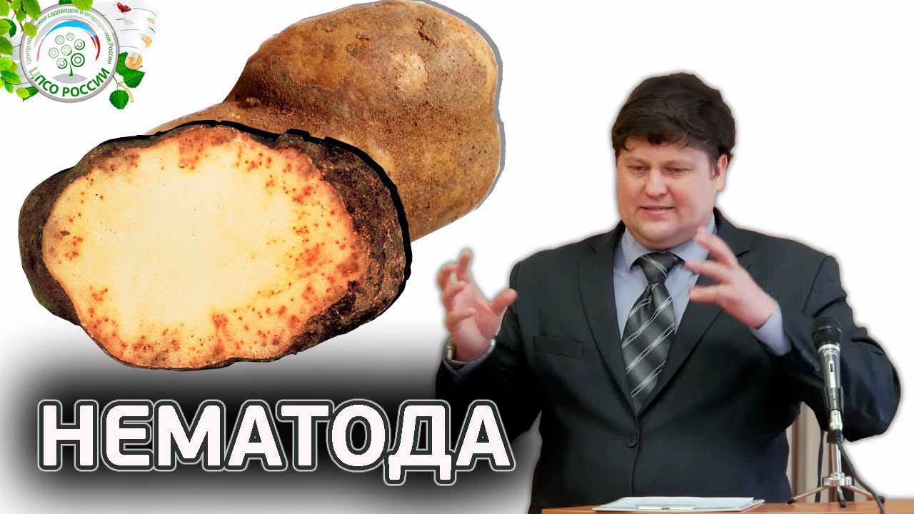 ВРЕДИТЕЛЬ НЕМАТОДА. Борьба с нематодой.