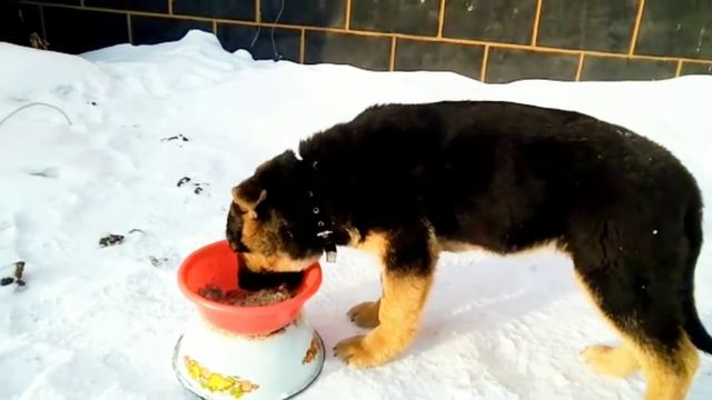 Щенок Восточноевропейской овчарки Амур 2 месяца есть с удовольствием смотреть онлайн