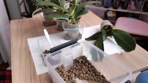 Один из ВАРИАНТОВ ОБРАБОТКИ Новых орхидей.