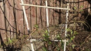 НЕ ОБРЕЗАЙТЕ КЛЕМАТИС ОСЕНЬЮ . РАЗМНОЖЕНИЕ КЛЕМАТИСА . #КЛЕМАТИС_ЛИАНА  Садовые цветы @oldenburgru