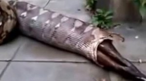 Змея проглотила Буйвола!