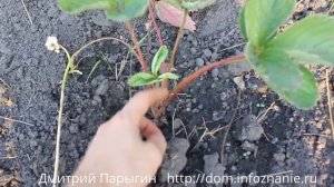 Как выращивать клубнику, викторию, землянику, и их размножение