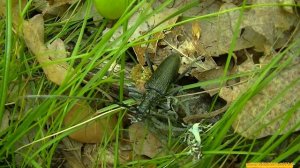 Большой дубовый жук усач. Насекомые Крыма. Large oak beetle barbel. Insects of the Crimea.