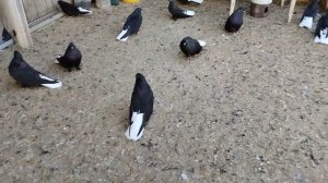 Николаевские голуби в Ялте (Крым) +79787395899