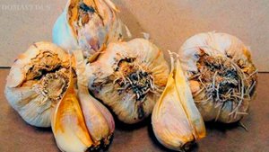 КОГДА САДИТЬ ЗИМНИЙ ЧЕСНОК И КАК ПРАВИЛЬНО