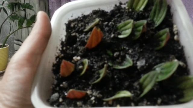 Цветение. Диффенбахии. Пеперомии. Расточки Пеперомии смотреть онлайн