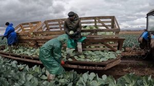 Уборка капусты СВ 3404 ЖЛ F1. #капуста белокочанная #капуста #cabbage #seminis #агроном #агроновост