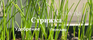 Когда подстригать лук. Когда всходит лук. Чем подкармливать лук.