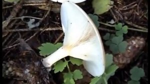 ? Полезные грибы Говорушки оранжево-красные. Рядовки - Говорушки дымчато - серые.