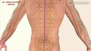 Меридиан мочевого пузыря