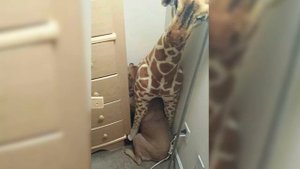 Один день из жизни ветеринара