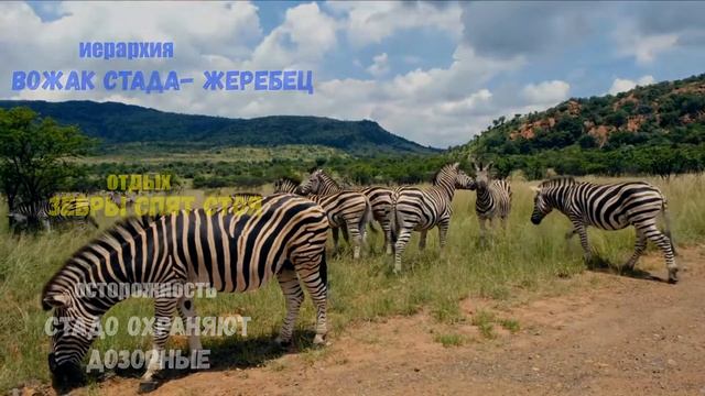 Африканская зебра#животные#природа#зебры смотреть онлайн