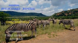 Африканская зебра#животные#природа#зебры