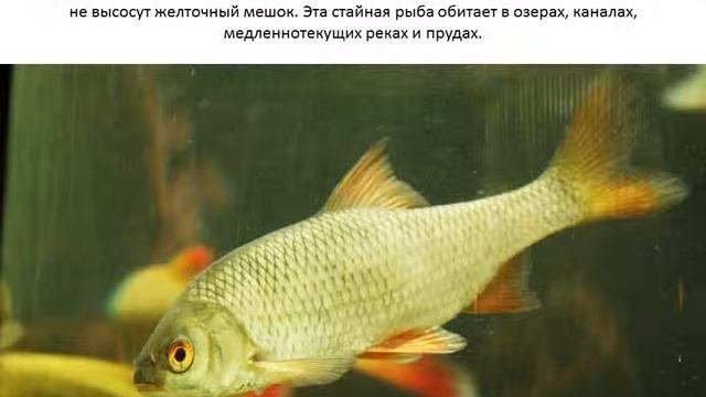 Красноперка.