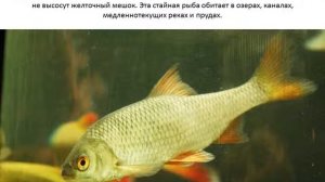 Красноперка.