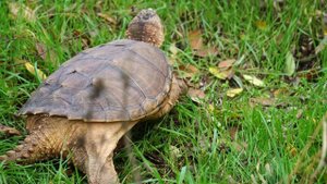 Каймановая черепаха ползает / Chelydra serpentina