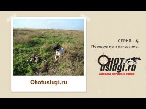 Обучение и натаска легавой. Серия - 4 (Поощрение и наказание)