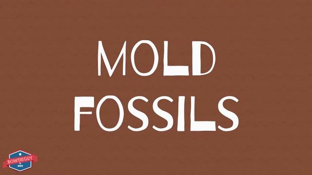 Fossils - Educational Earth Science Video for Elementary Students & Kids