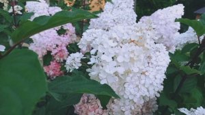 VID_20240825_182927(0).mp4Гортензия Ванилла Фрейз. 25 августа 2024 г