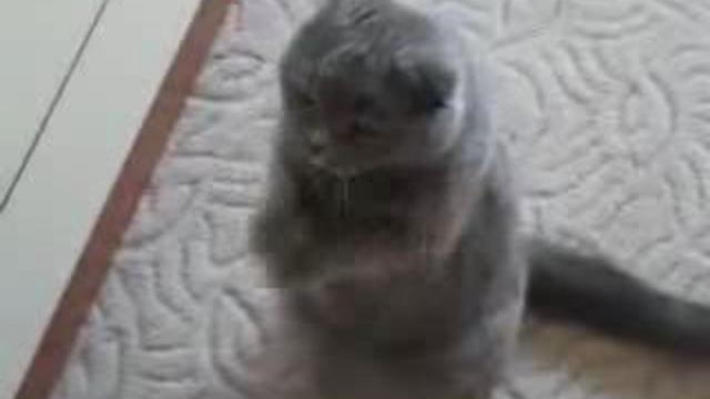 кот зажигает.flv смотреть онлайн