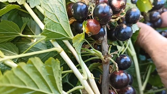 Смородина "Мушкетер" смотреть онлайн