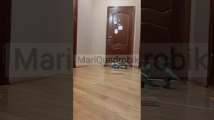 коты воители в реальной жизни 2 часть