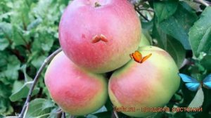 Яблоня карликовая Ковровое (malus kovrovoe) ? Ковровое обзор: как сажать, саженцы яблони Ковровое