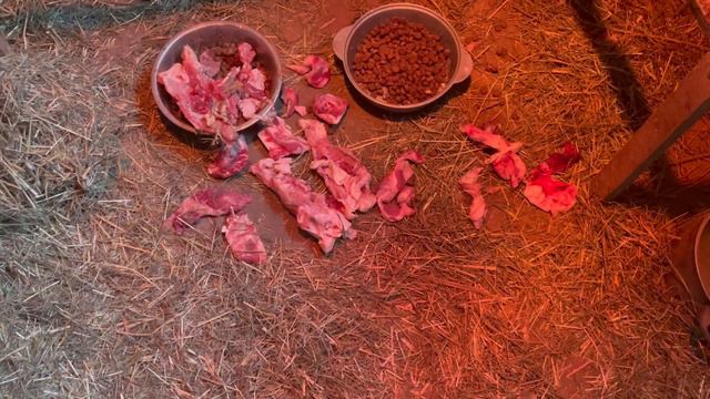 Выбор еды огромный. Хвостики поняли, что не надо ничего прятать, у них всегда все есть. смотреть онлайн