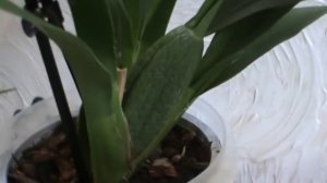 Полив орхидеи после пересадки. Чай и кофе для орхидей.