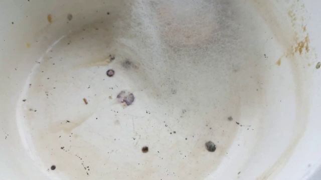 Белая Плесень смотреть онлайн