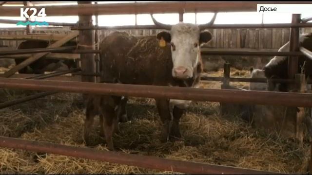 Вспышку бешенства у крупного рогатого скота зафиксировали в Алтайском крае смотреть онлайн