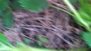 Клубника Фриго минусы