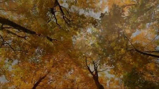 релаксирующая музыка ноября.mp4