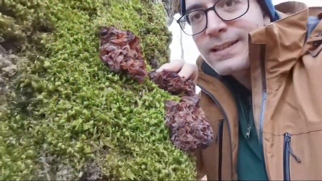 Tremella Foliacea en un roble muerto por un rayo смотреть онлайн
