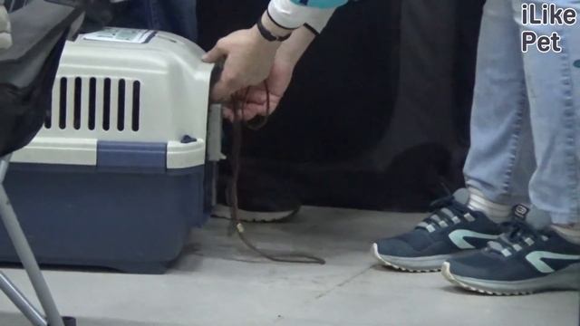 Брюссельский гриффон на ilikepet. Особенности породы, уход смотреть онлайн