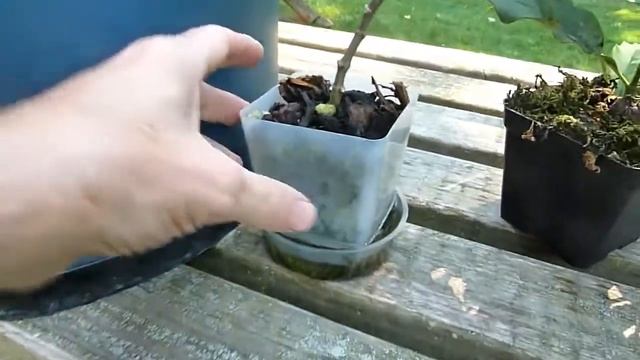 Another Look at Hoya lockii смотреть онлайн